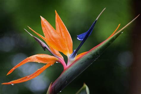 天堂鳥花 寓意